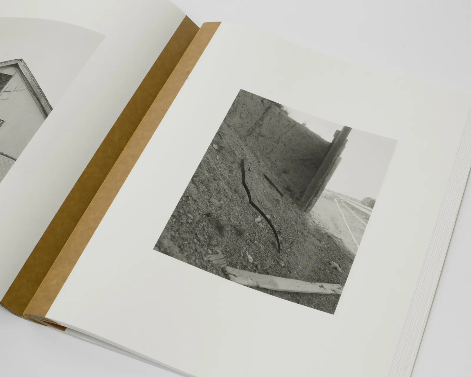 Mother of Dogs image 9