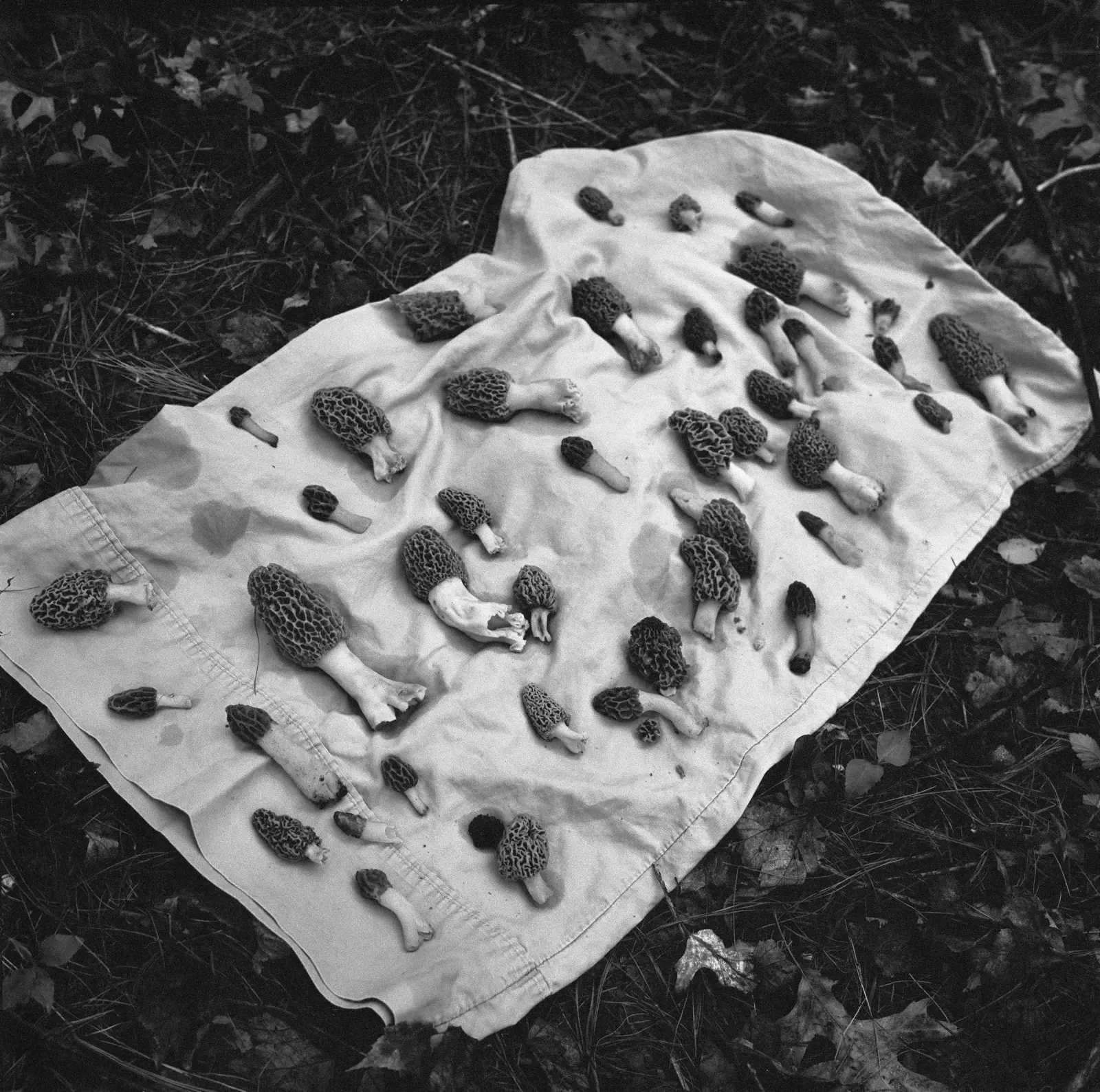 The Seraphim image 8