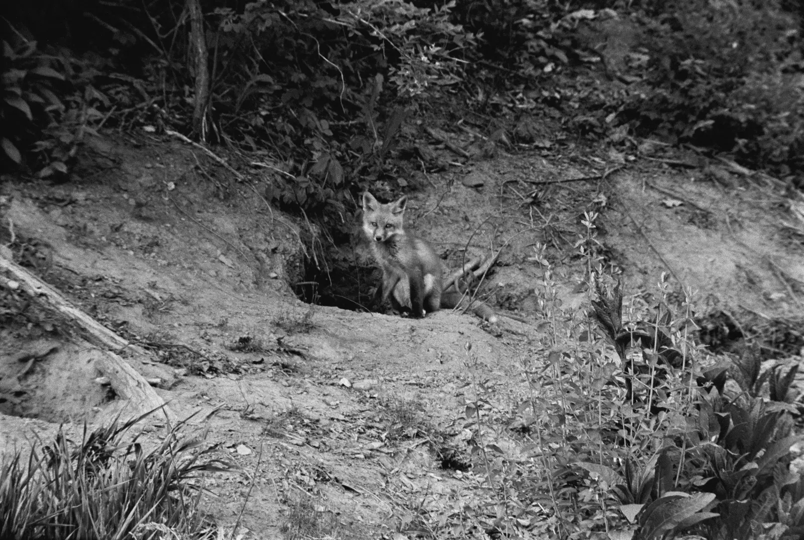 The Seraphim image 9