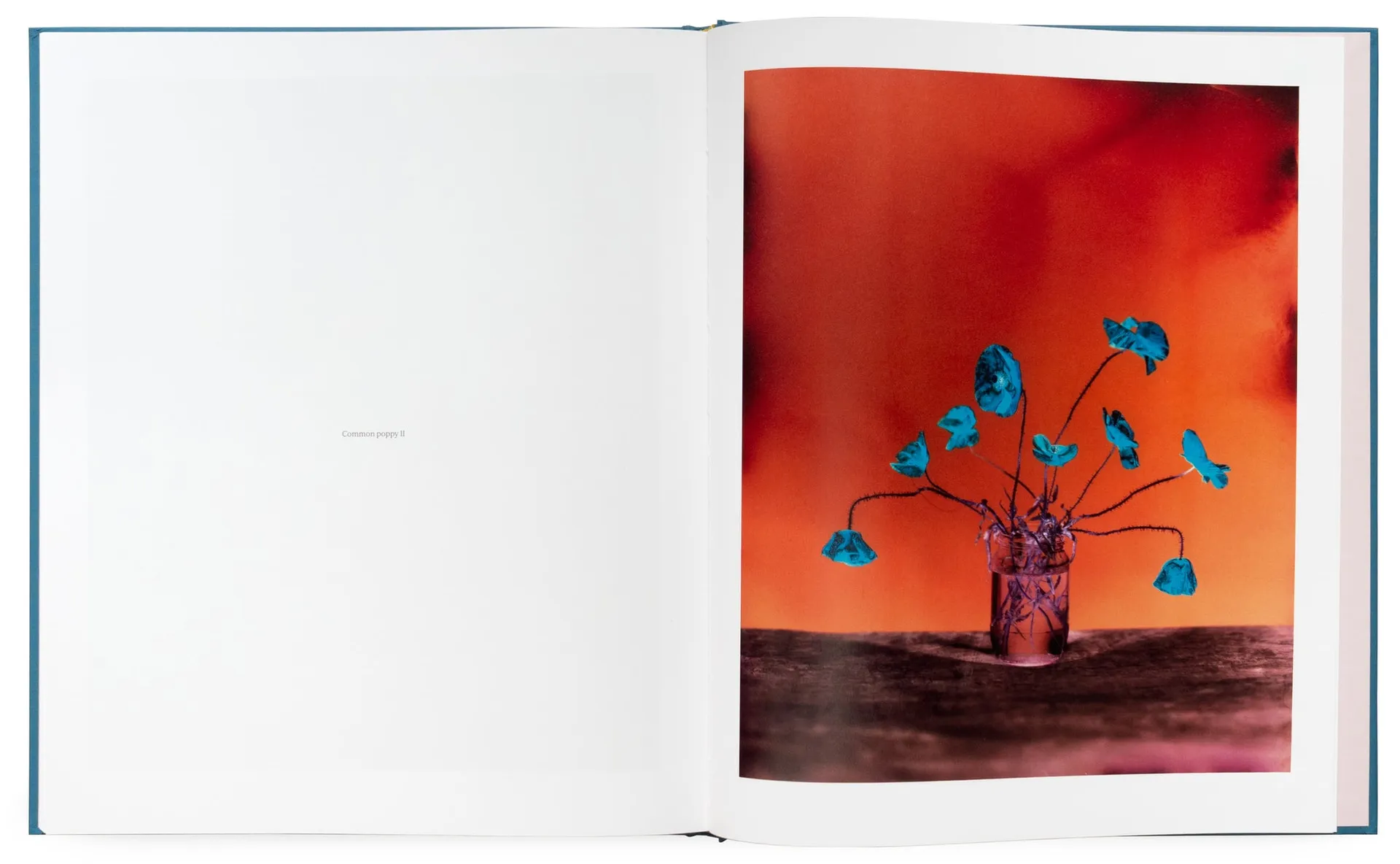 Flowers for Bea image 2