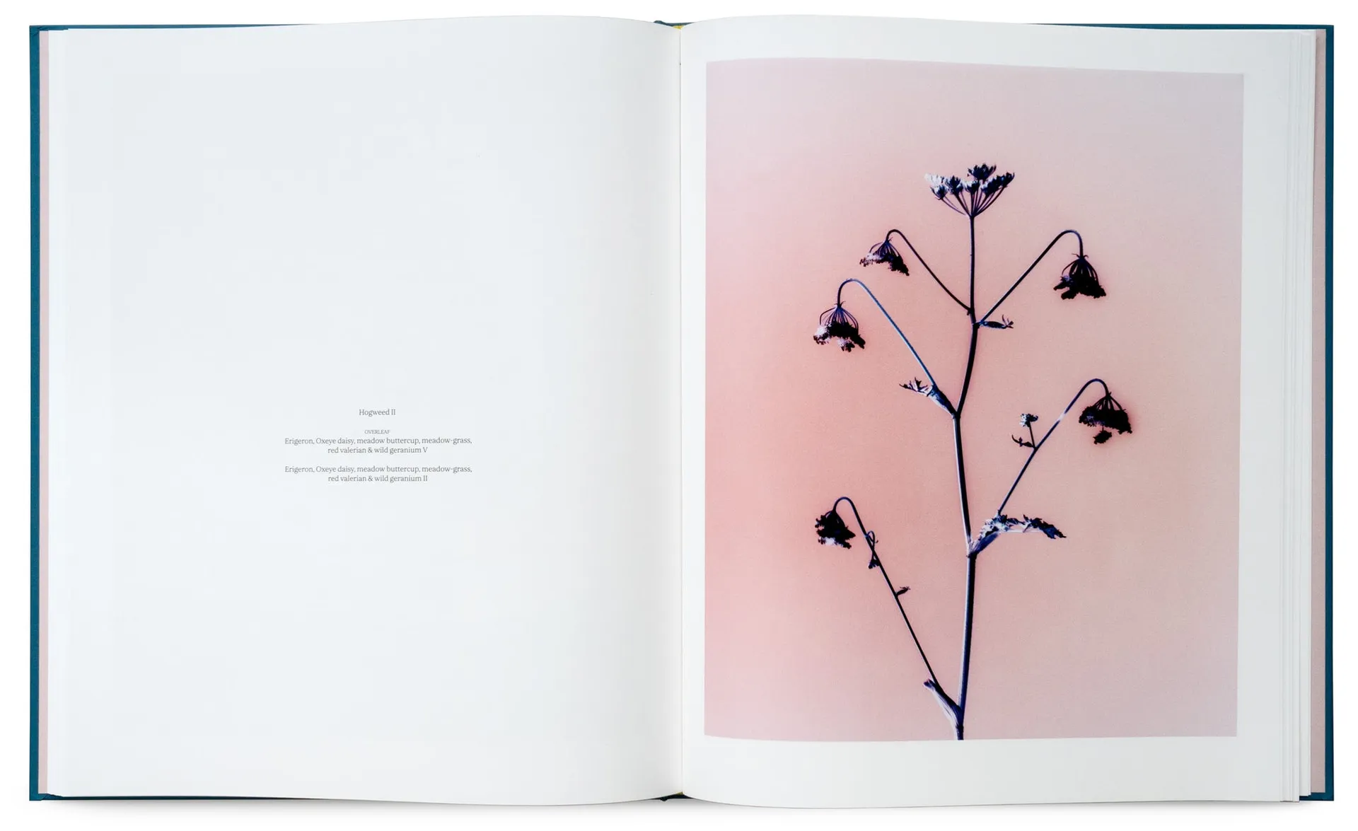 Flowers for Bea image 4