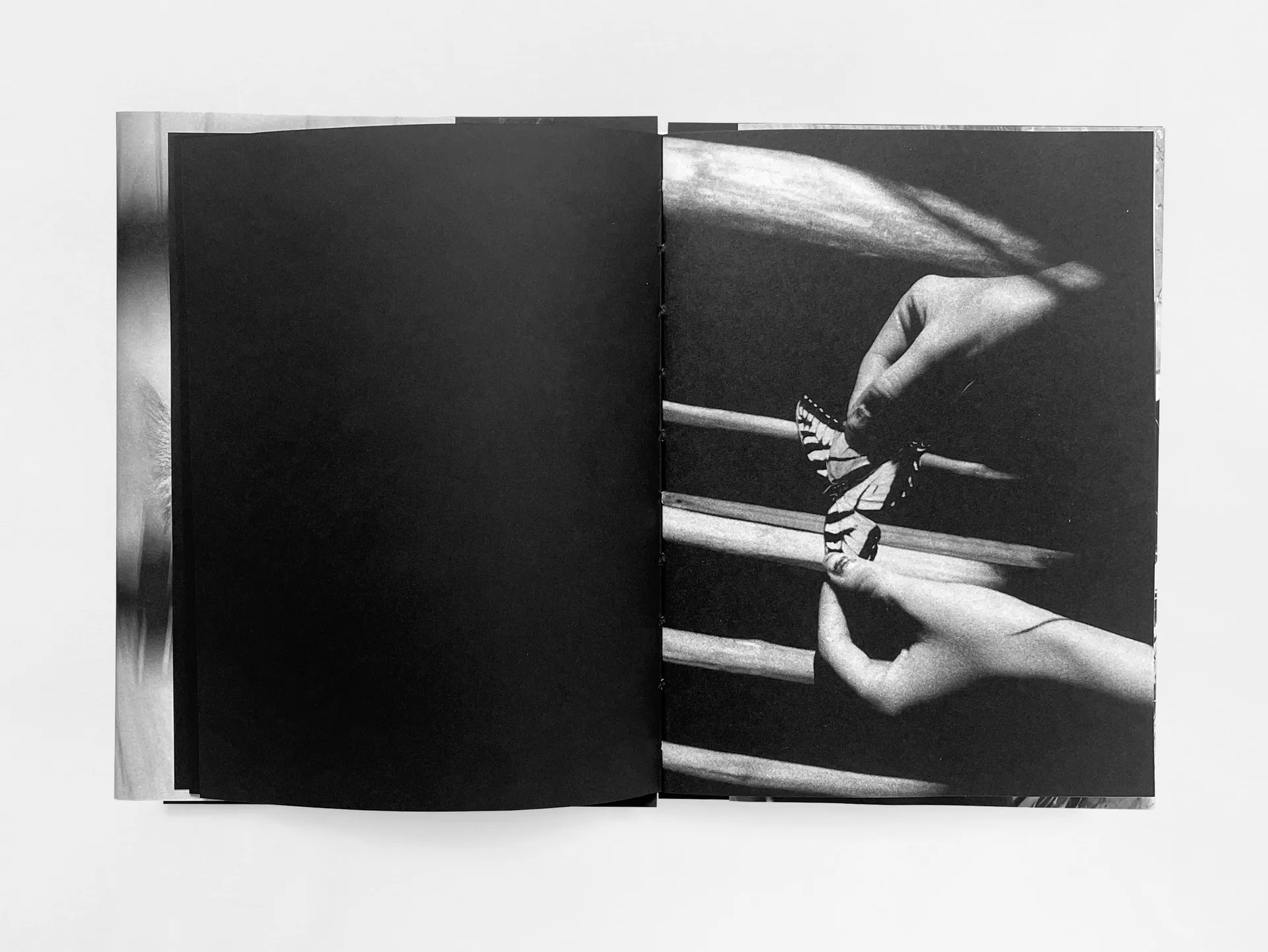 House of the Stray Dog image 2