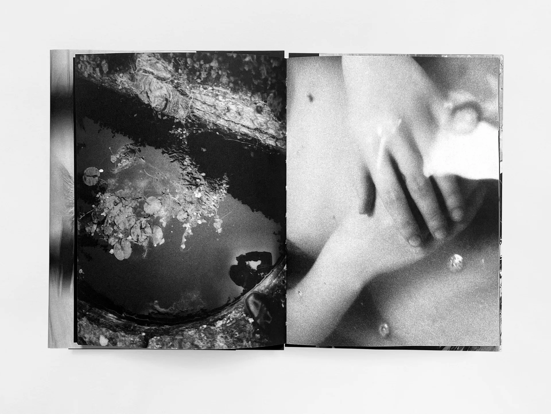 House of the Stray Dog image 3