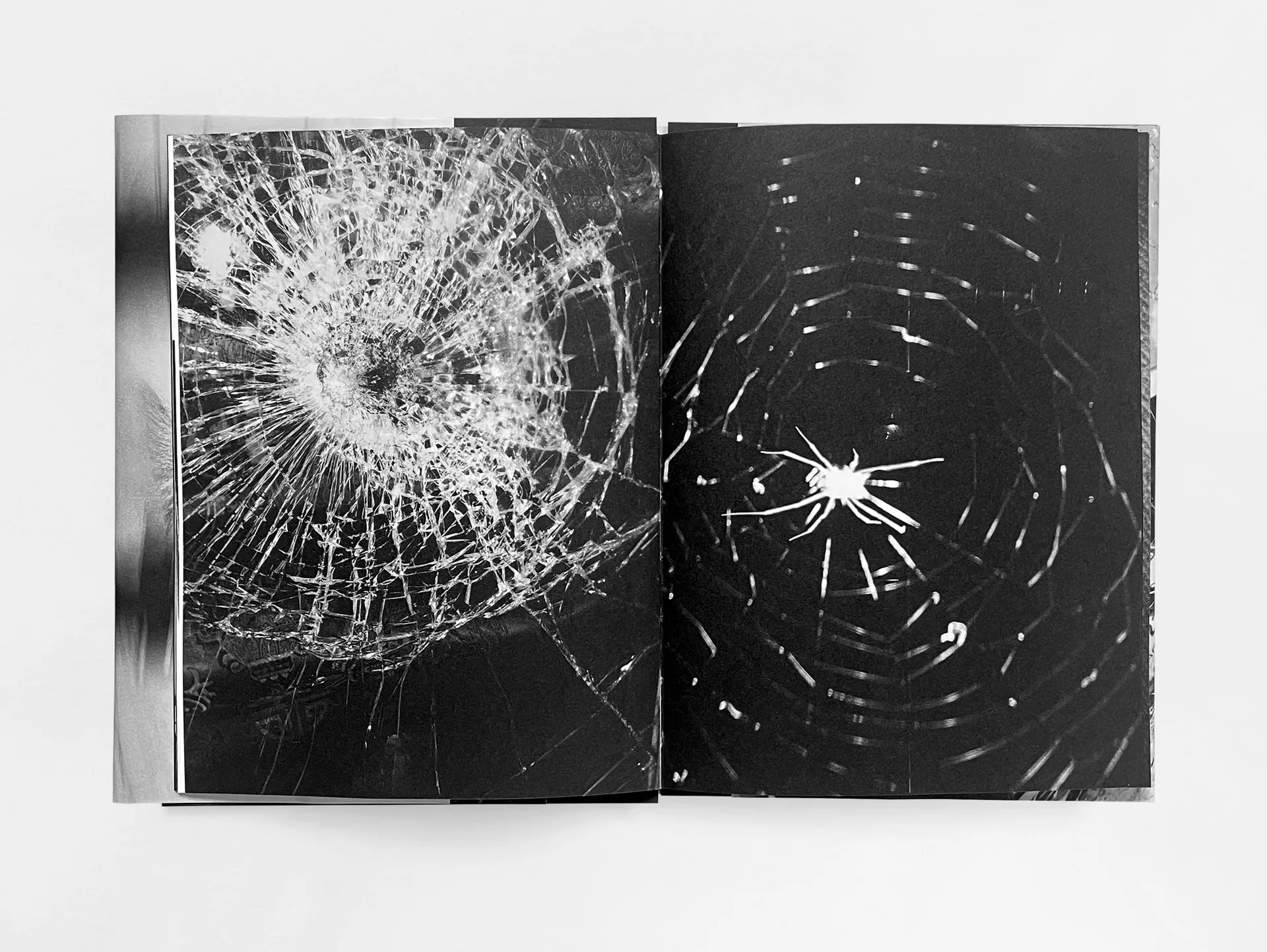 House of the Stray Dog image 5