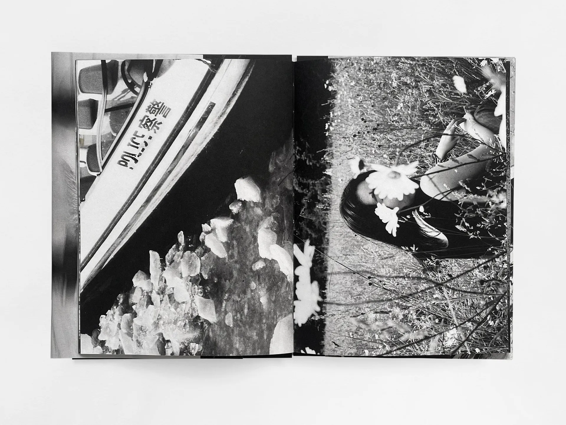 House of the Stray Dog image 6