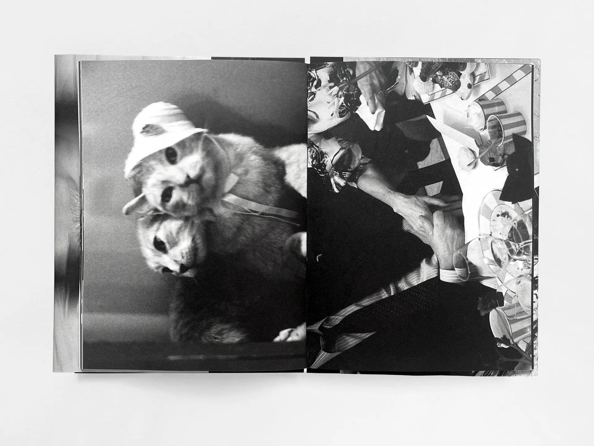 House of the Stray Dog image 11