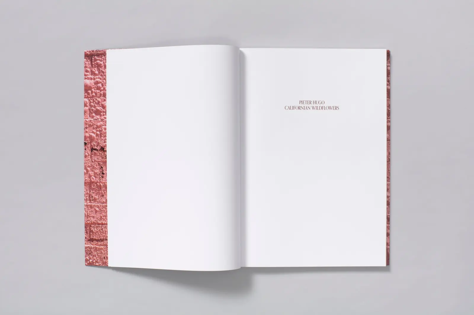 Californian Wildflowers image 5