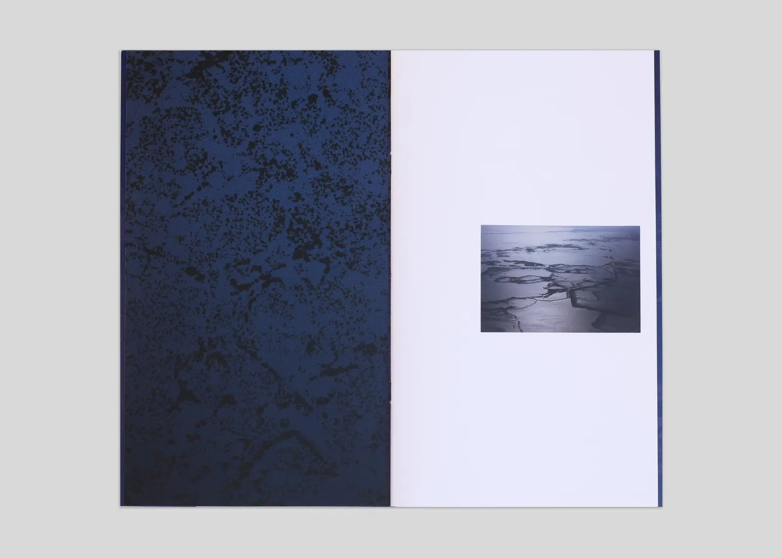 A Million Decaying Tree Stumps image 5