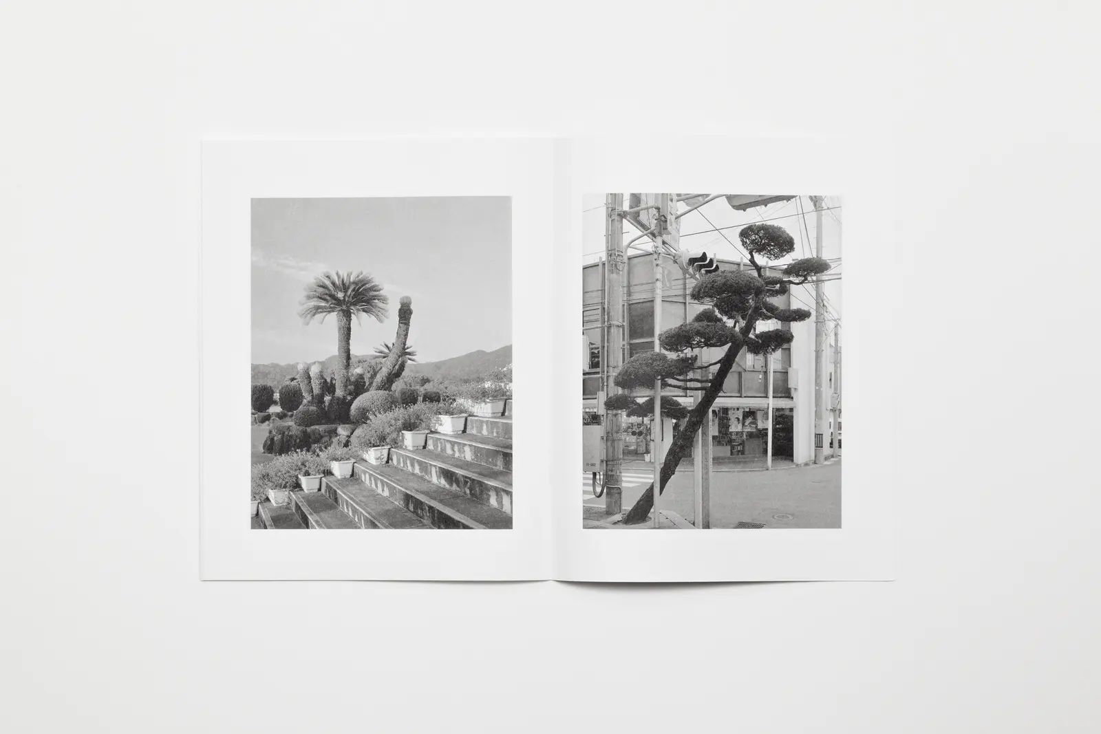 Tree Stone Water image 6