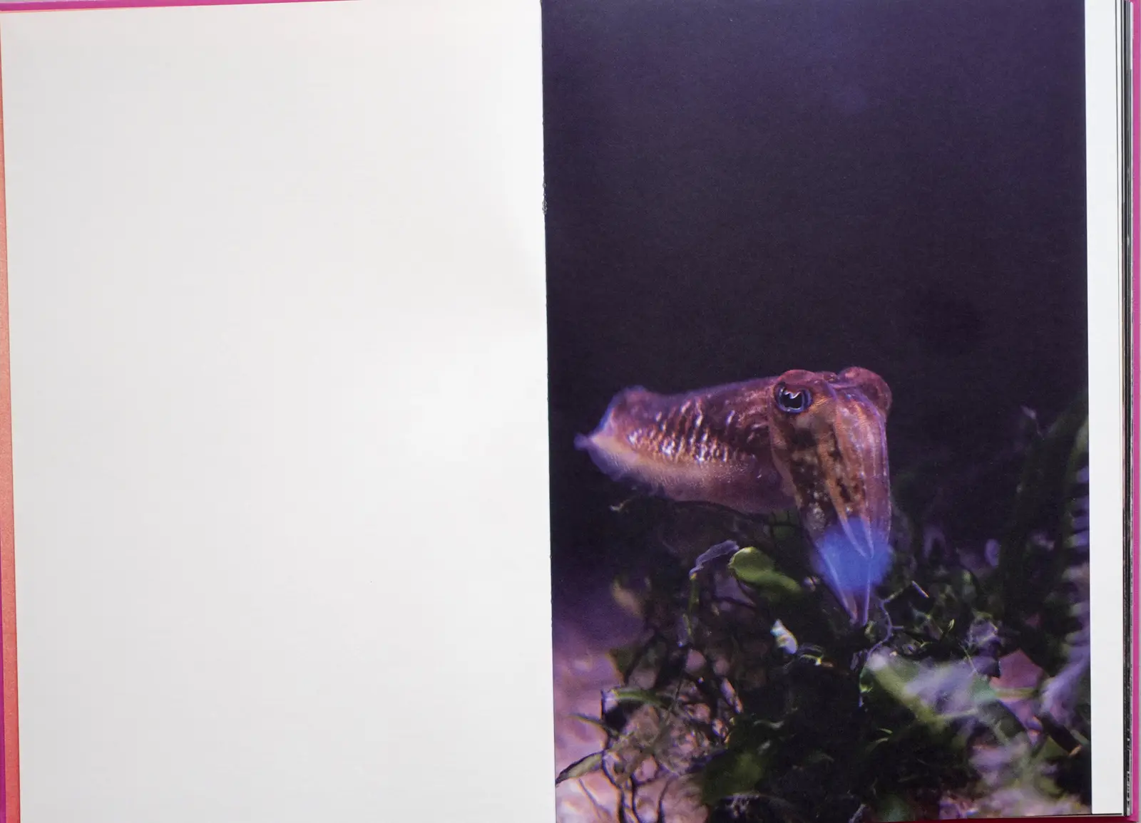 Anima - Encounters With Wild Animals In Portugal image 3