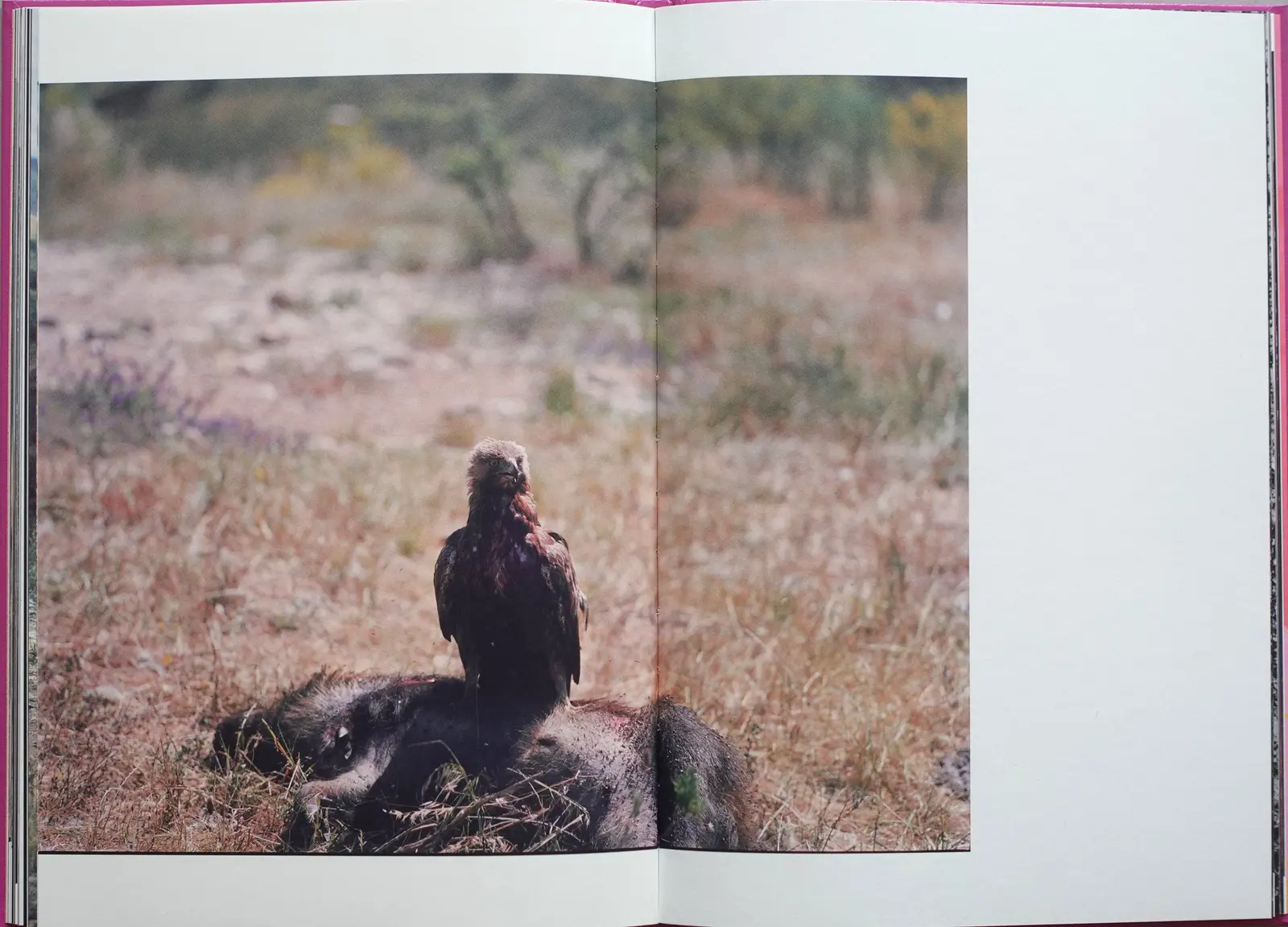 Anima - Encounters With Wild Animals In Portugal image 4