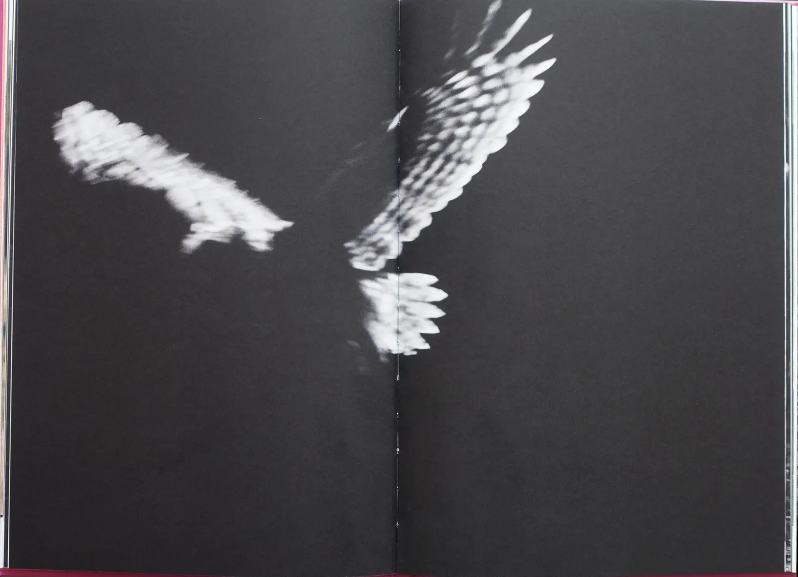 Anima - Encounters With Wild Animals In Portugal image 5