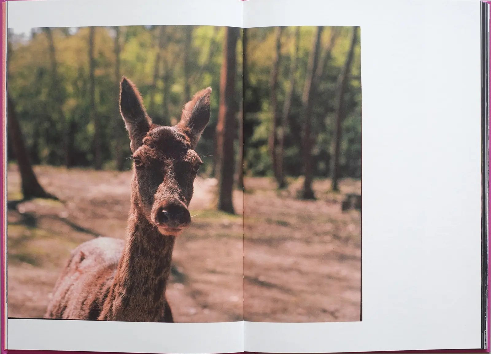 Anima - Encounters With Wild Animals In Portugal image 6