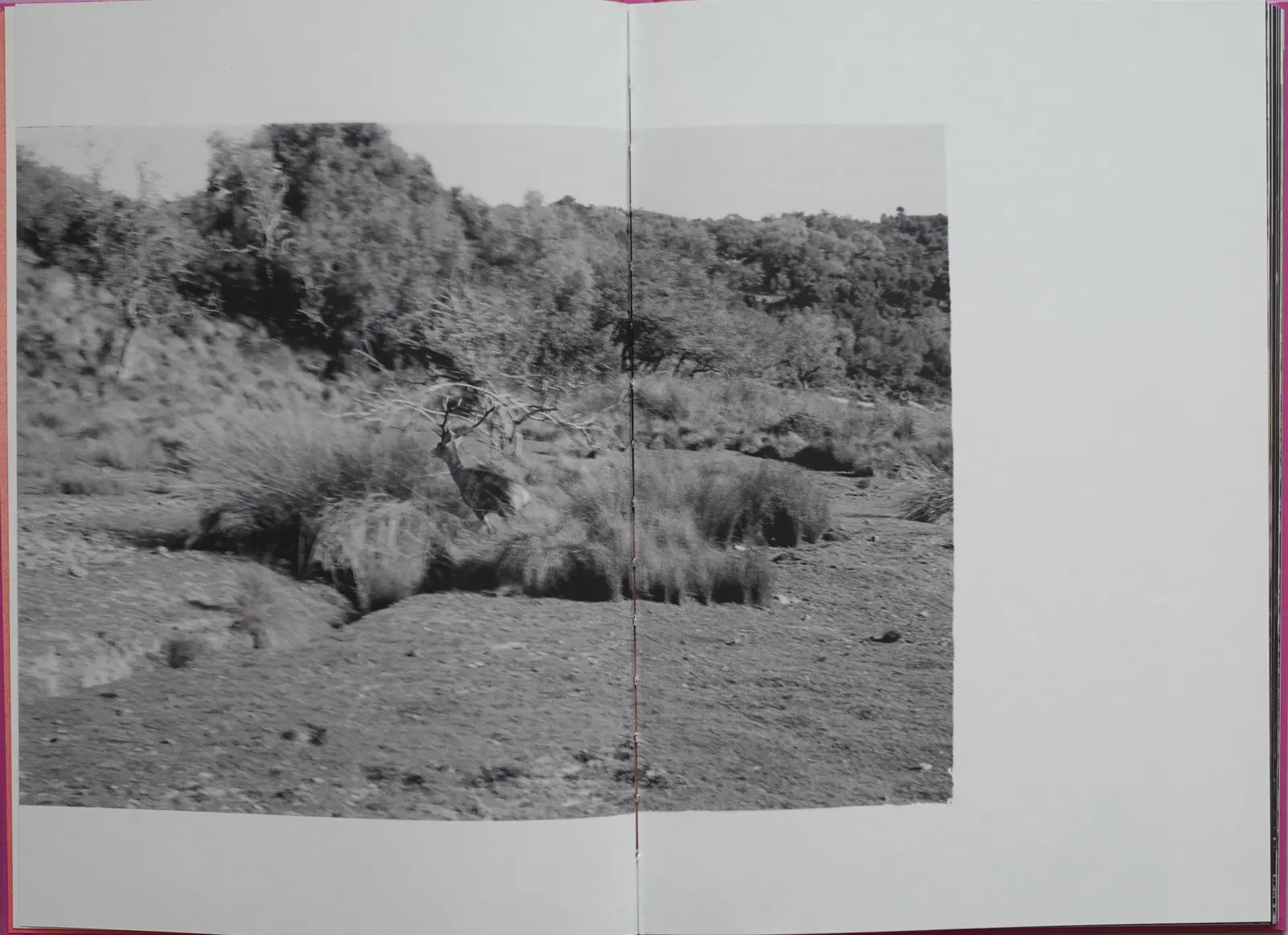 Anima - Encounters With Wild Animals In Portugal image 7