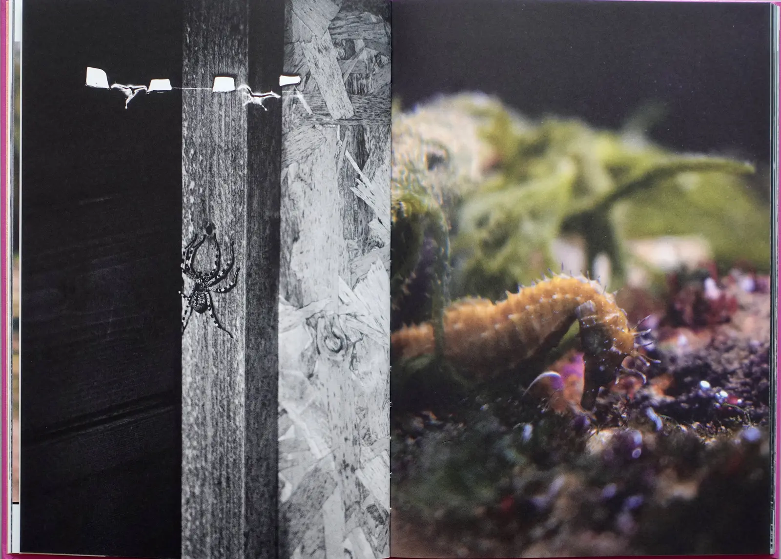 Anima - Encounters With Wild Animals In Portugal image 8