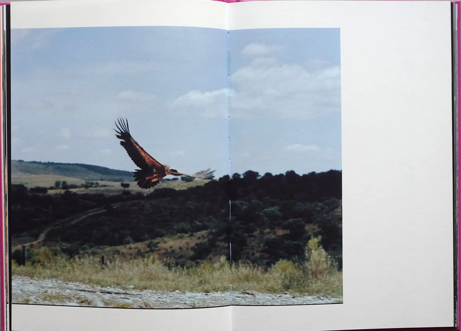 Anima - Encounters With Wild Animals In Portugal image 9