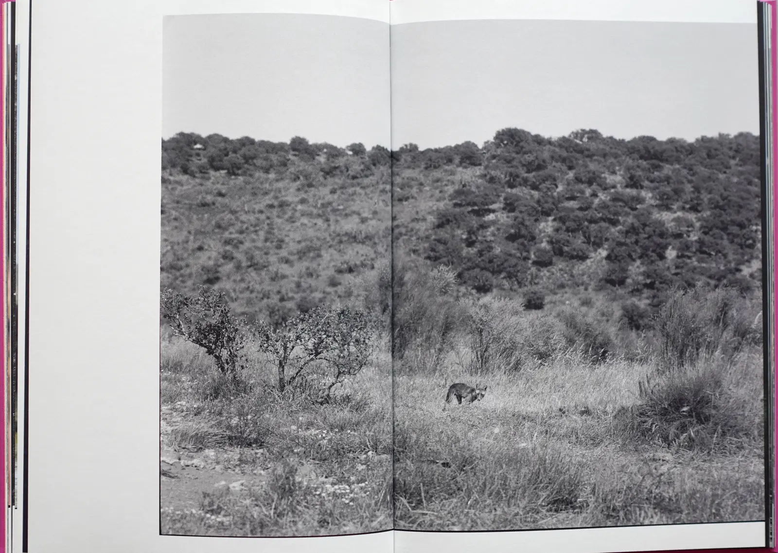 Anima - Encounters With Wild Animals In Portugal image 10