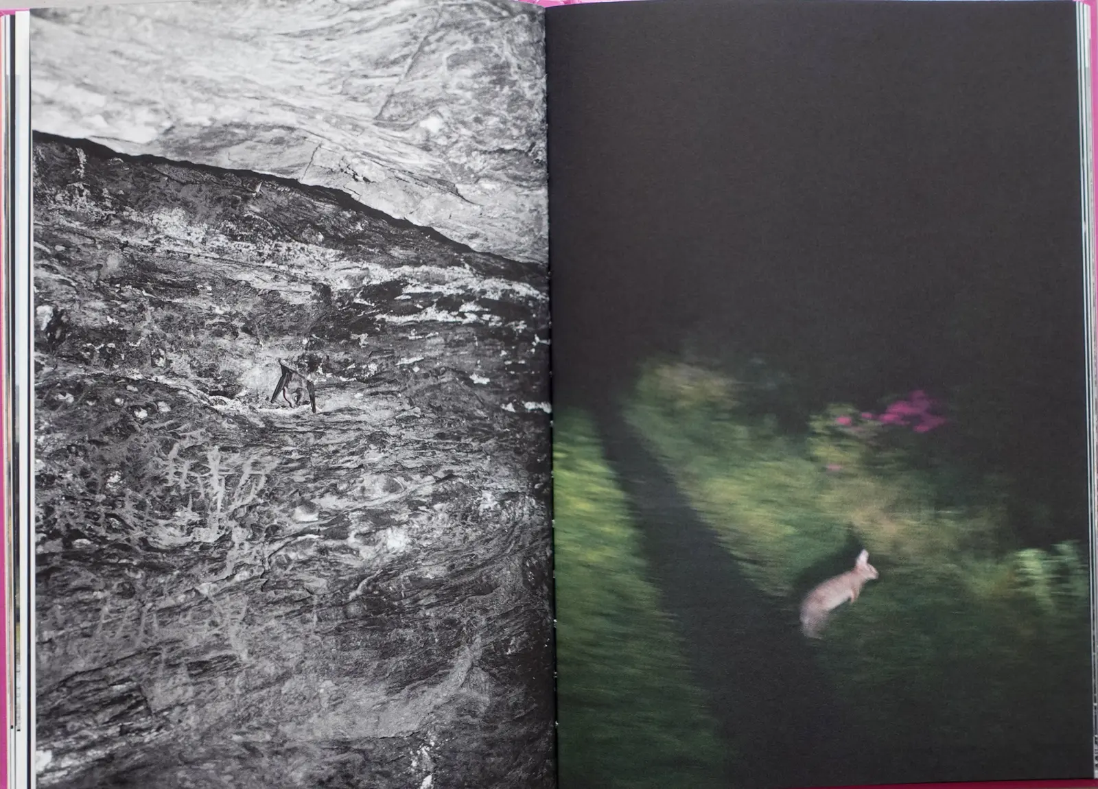 Anima - Encounters With Wild Animals In Portugal image 11