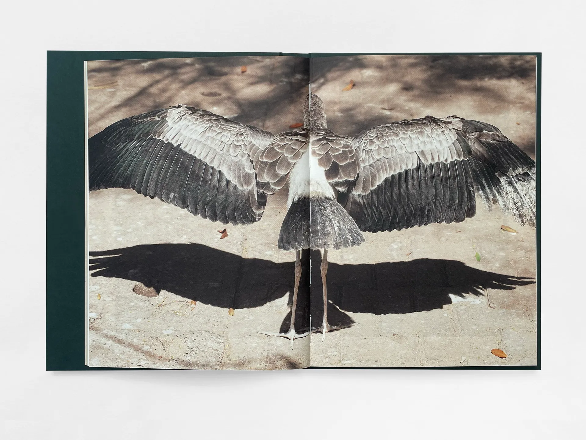 The Land of Haunted Forests image 3