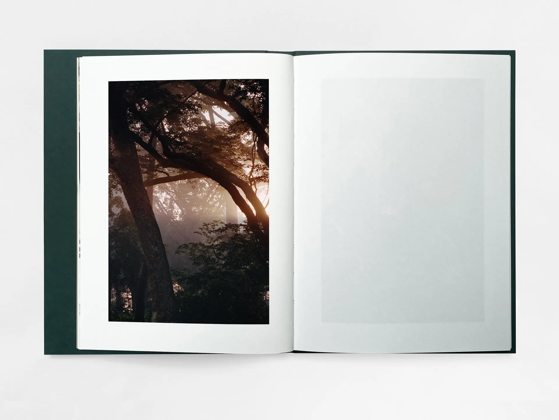 The Land of Haunted Forests image 4