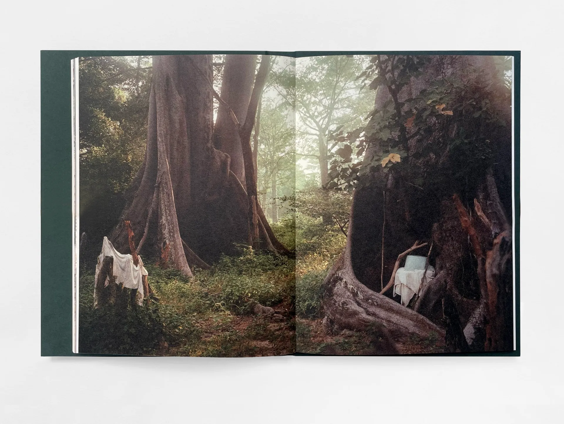 The Land of Haunted Forests image 9