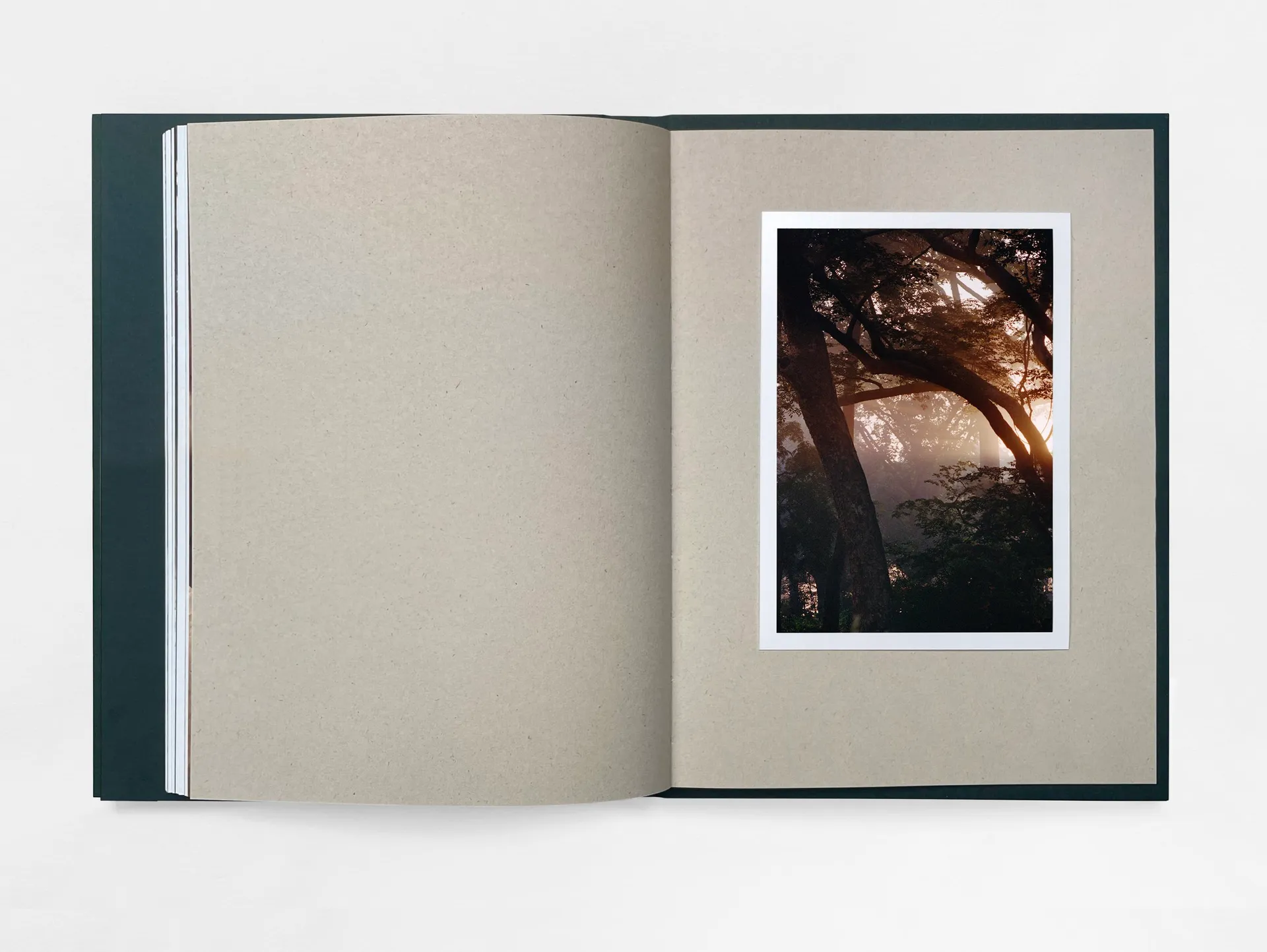 The Land of Haunted Forests image 11