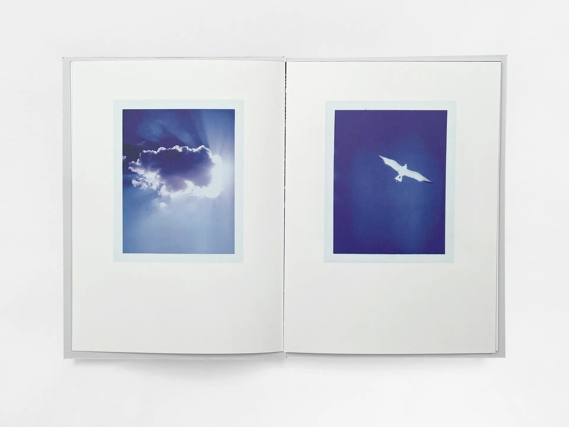 Bird’s set Sun’s image 4