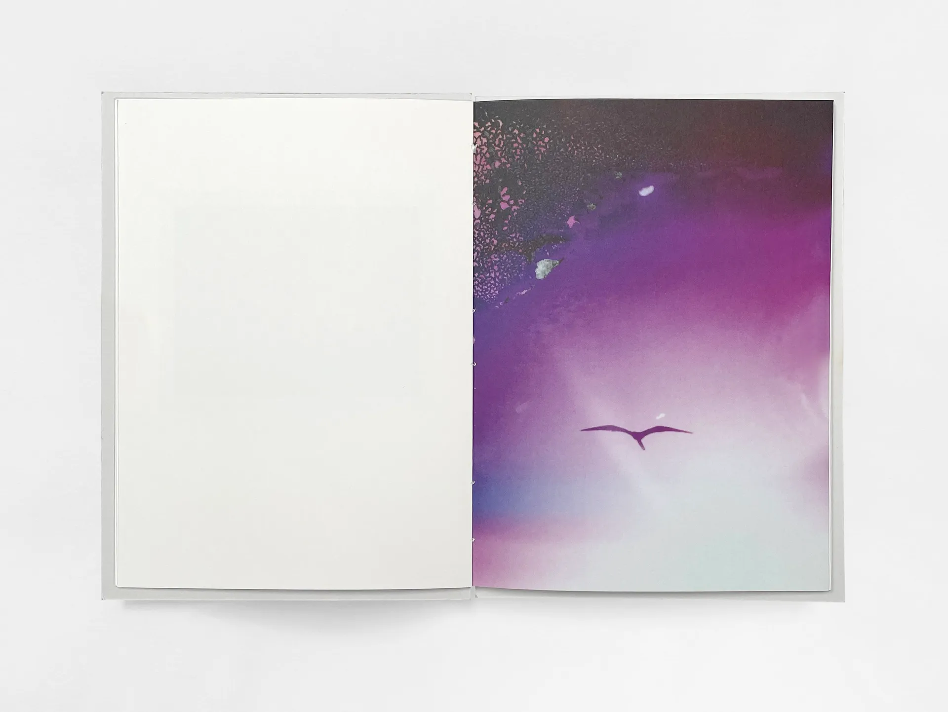 Bird’s set Sun’s image 5