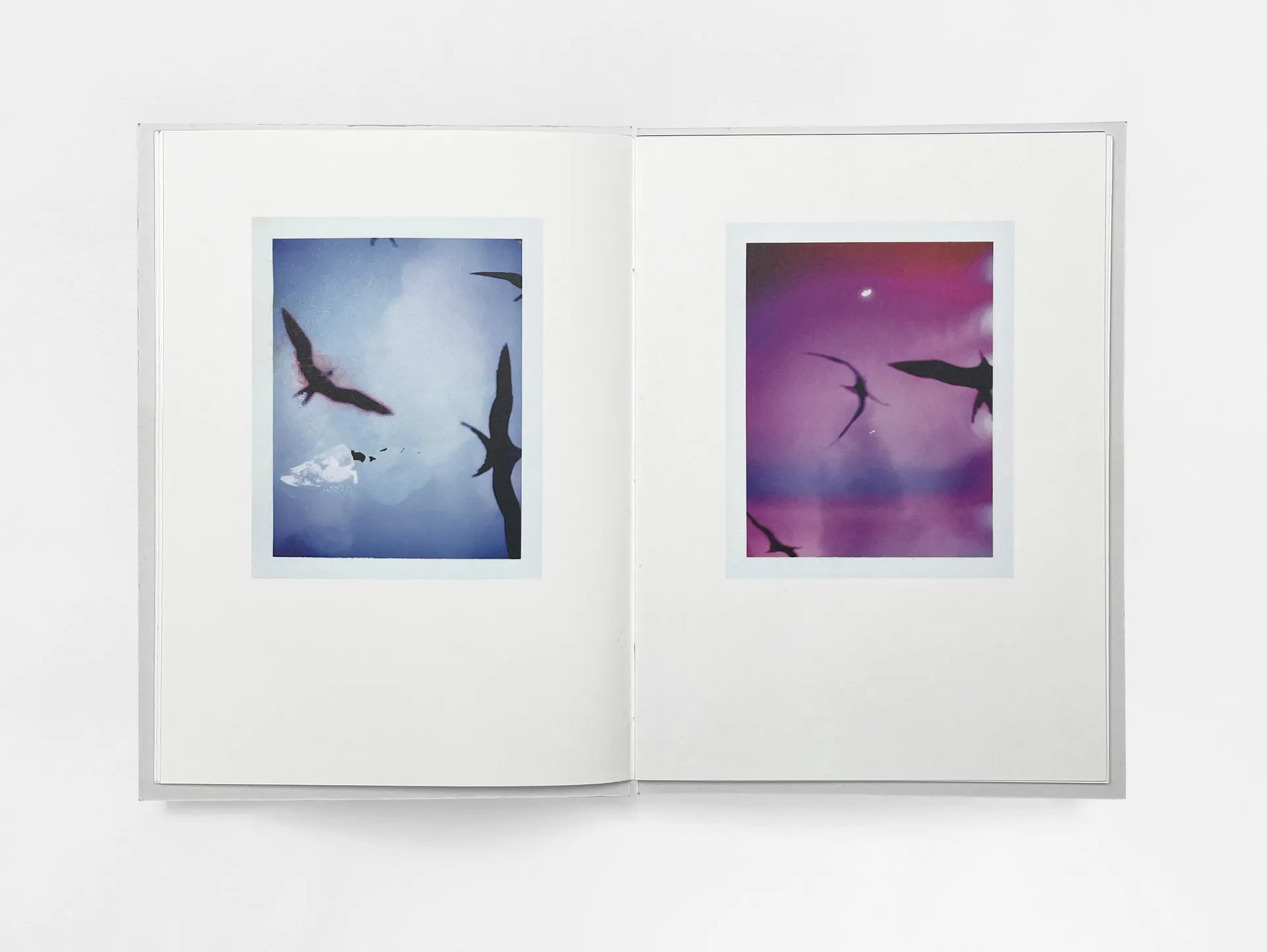 Bird’s set Sun’s image 6