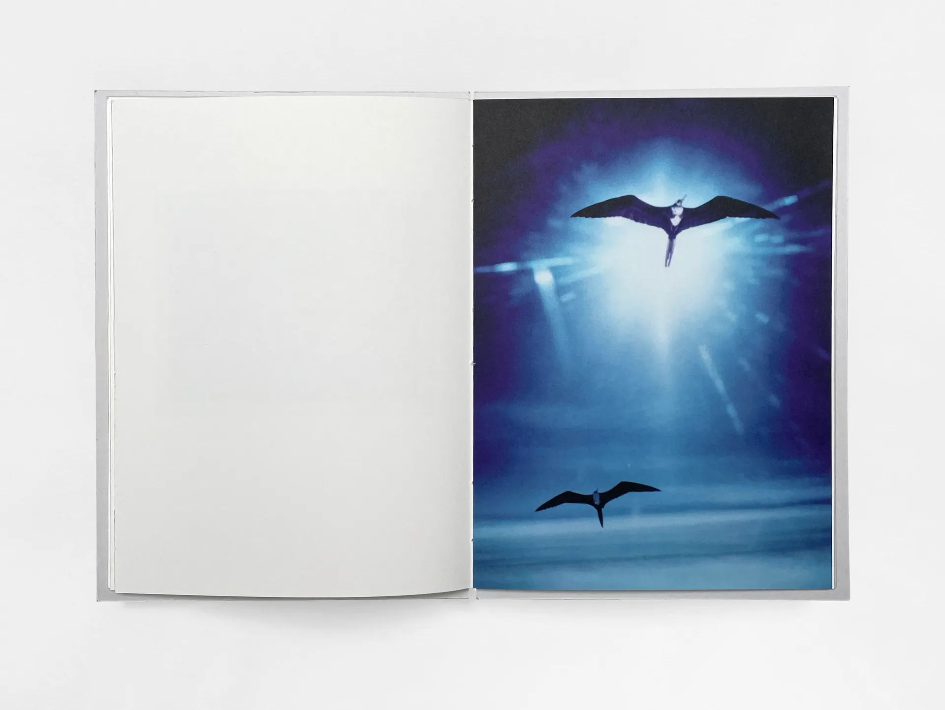 Bird’s set Sun’s image 10