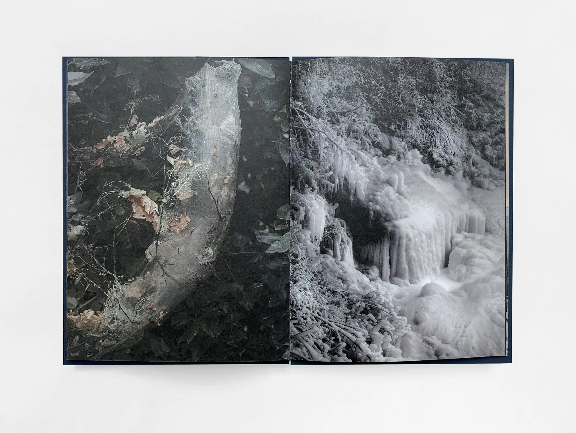 Strange Nature image 6