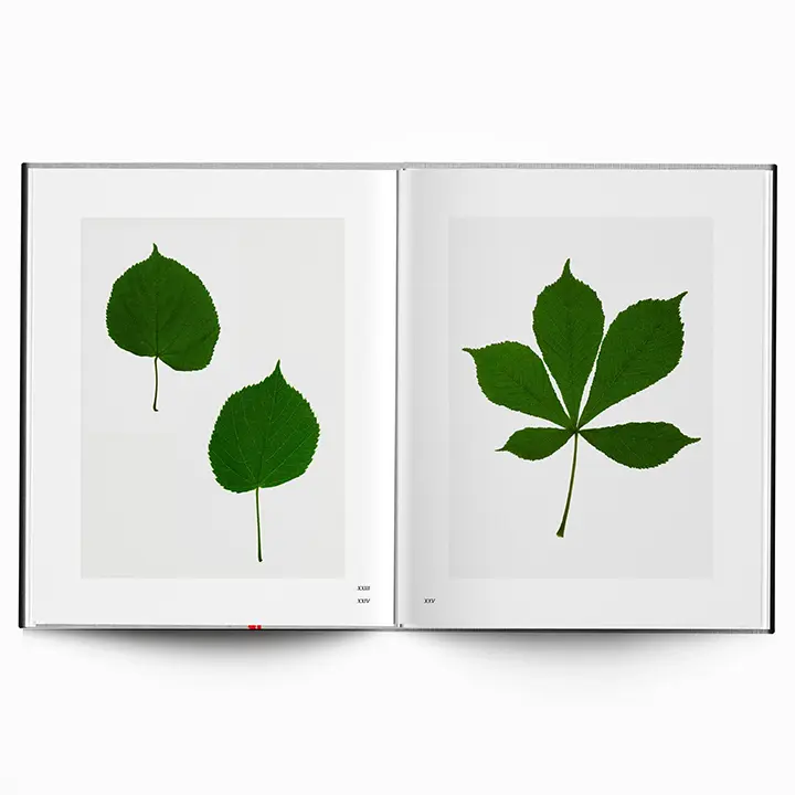 Along the Path image 10