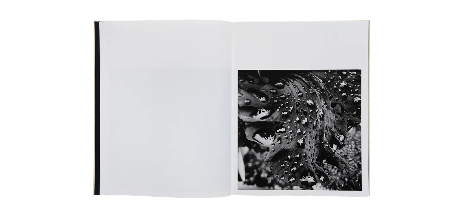 A Certain Nature, after Giverny image 3