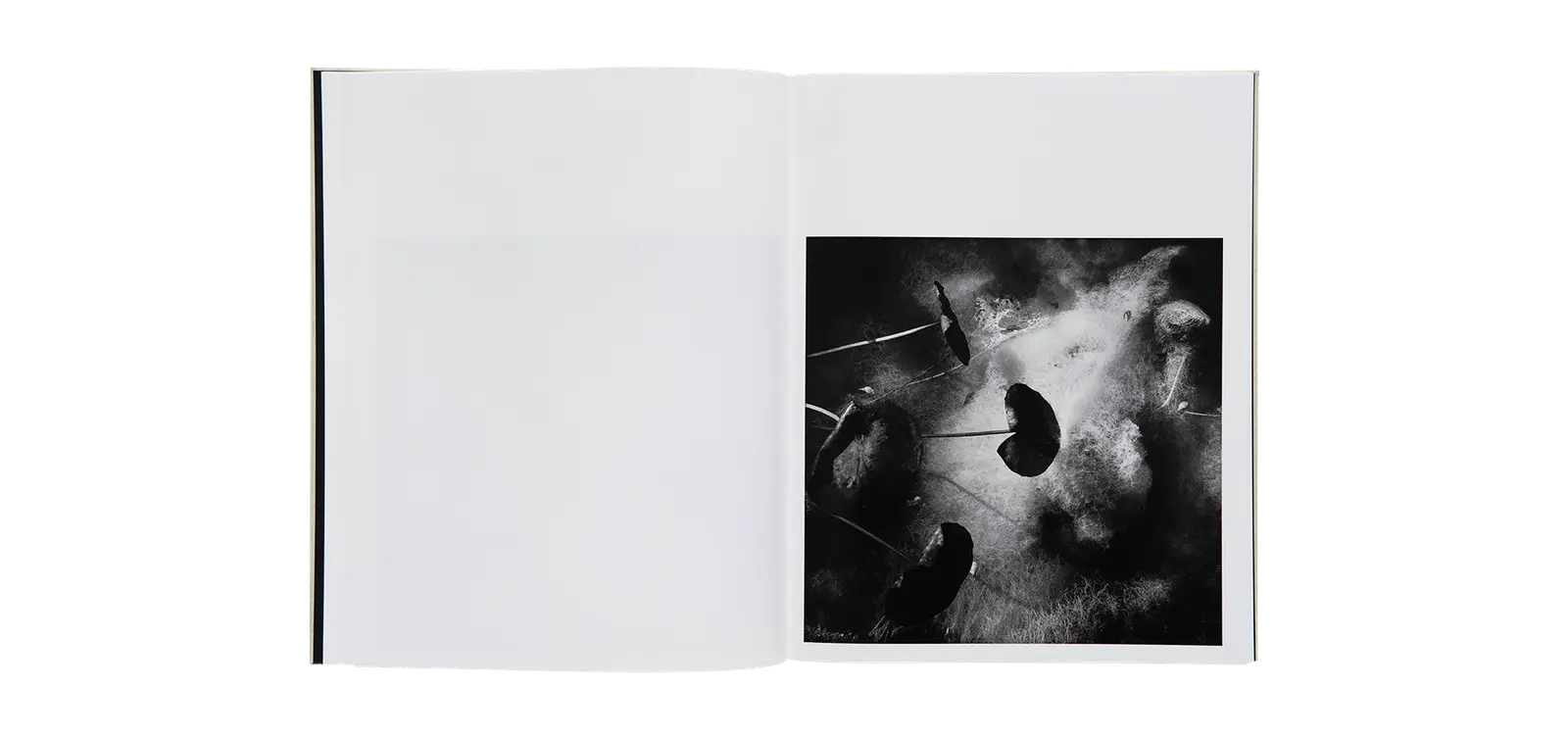 A Certain Nature, after Giverny image 4