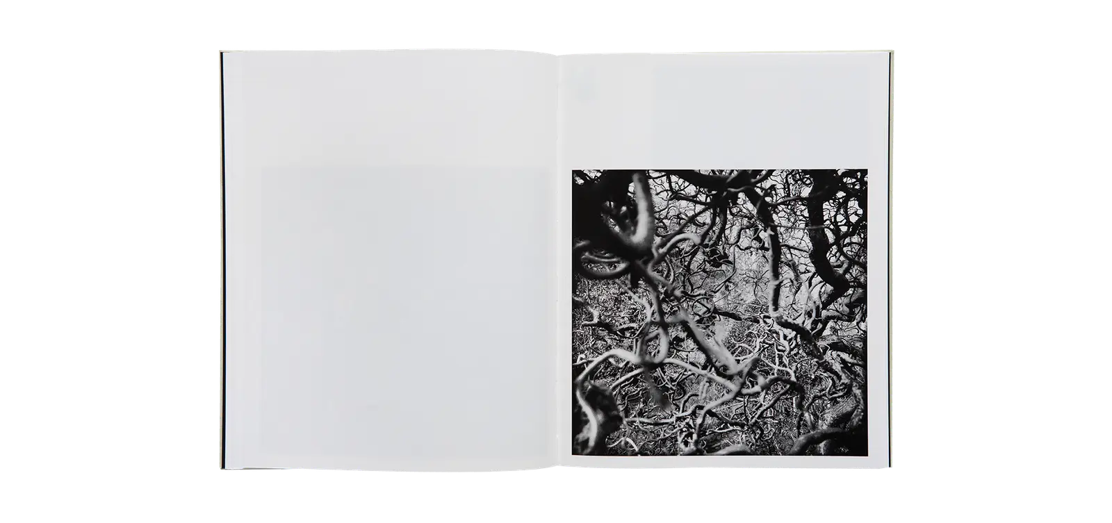 A Certain Nature, after Giverny image 6