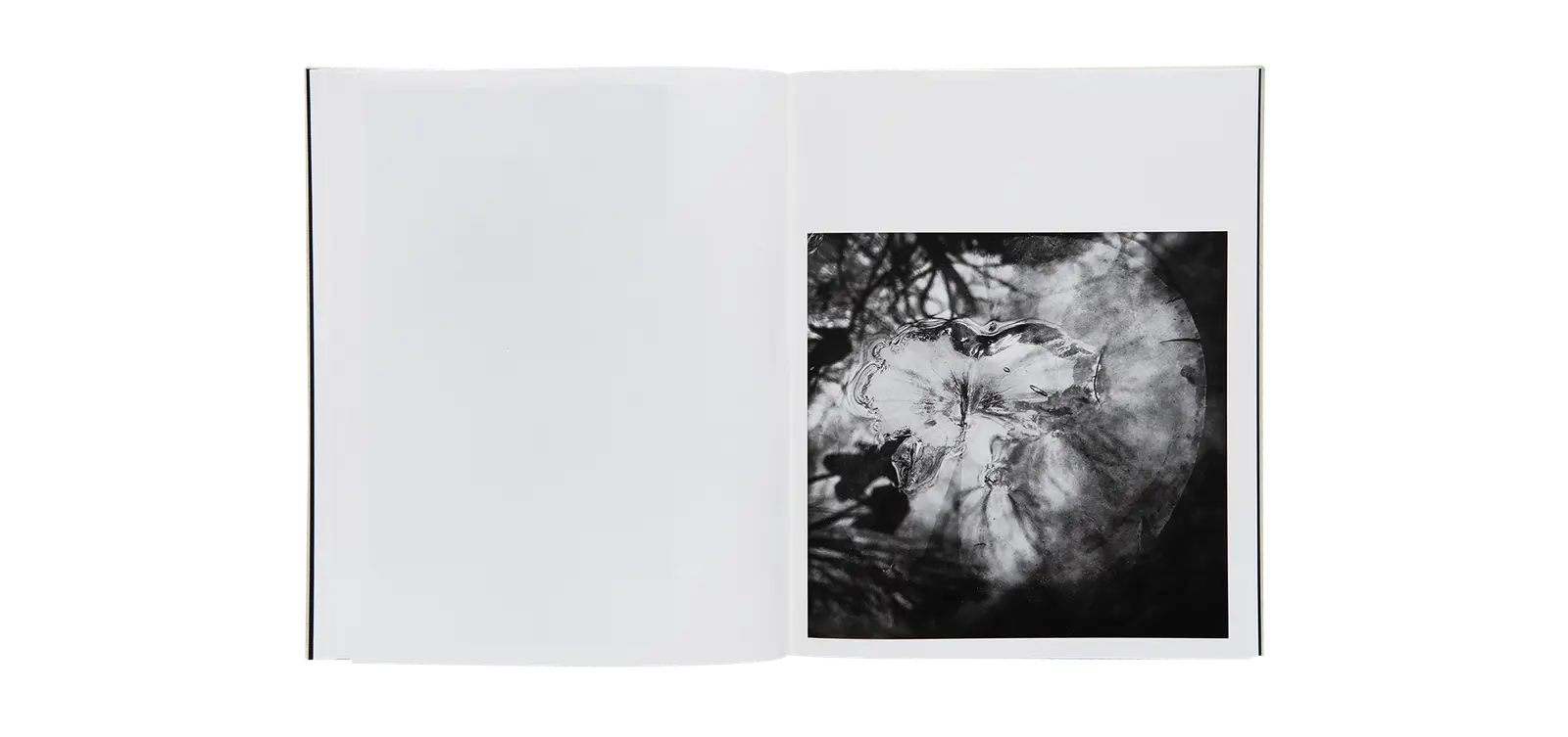 A Certain Nature, after Giverny image 8