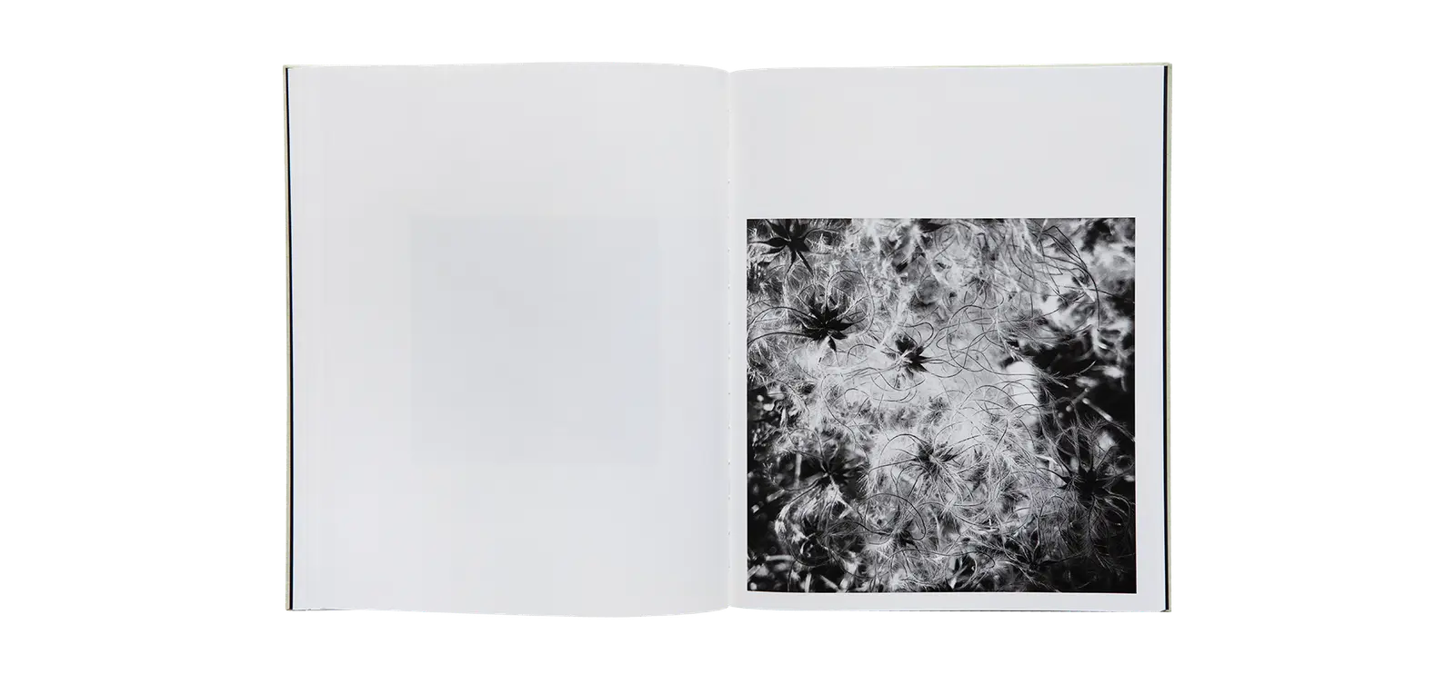 A Certain Nature, after Giverny image 9