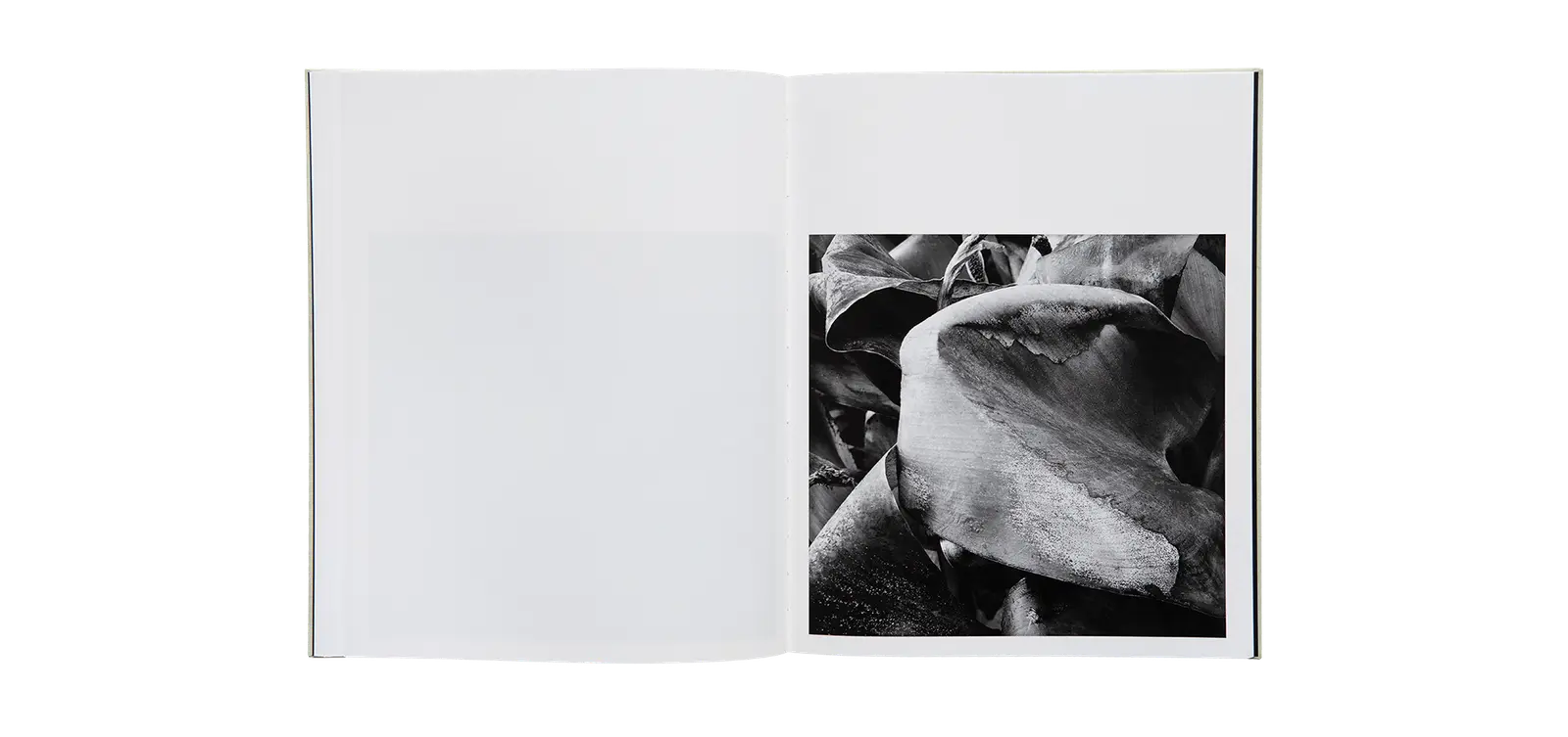 A Certain Nature, after Giverny image 10