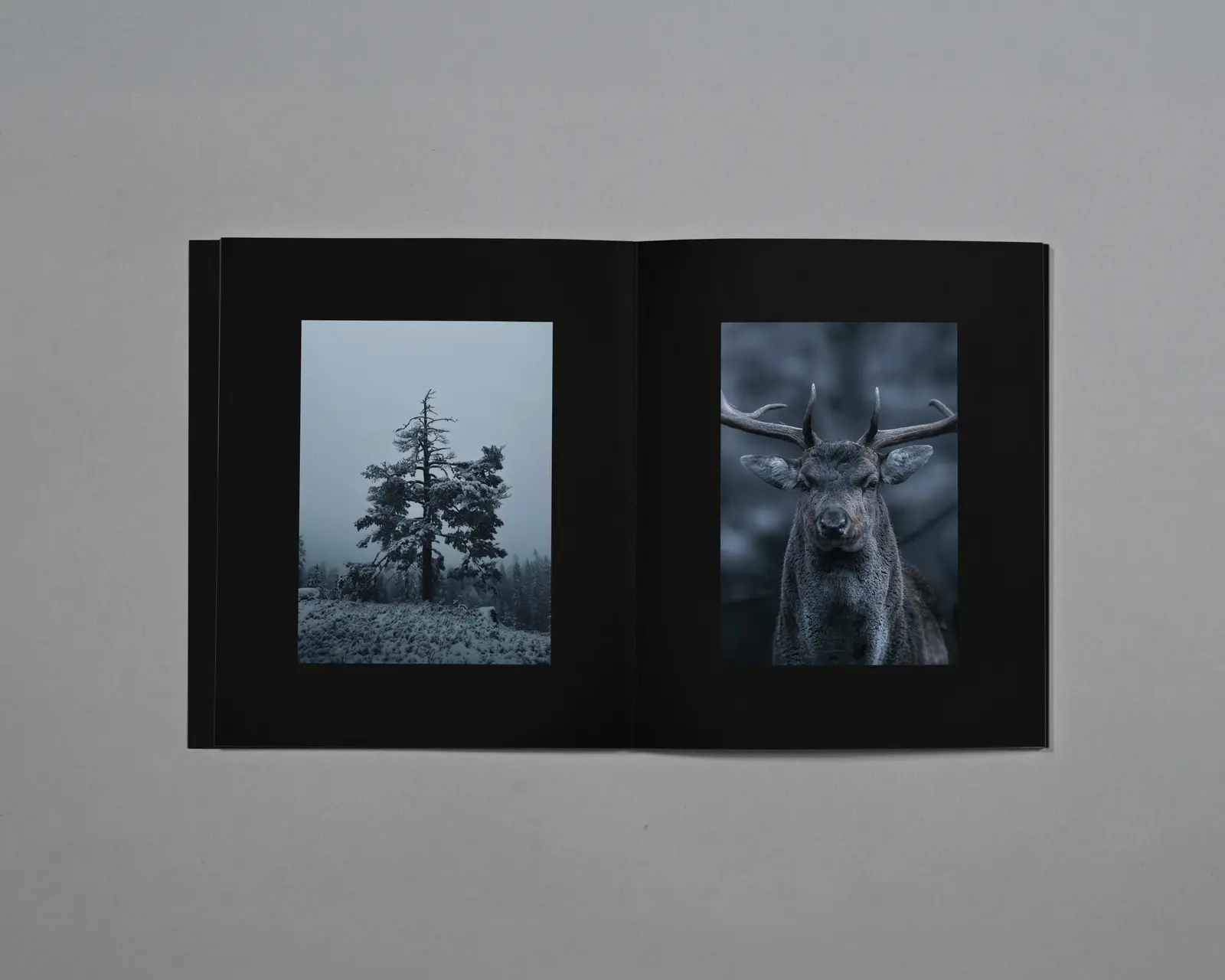 Distant Calls in Fading Light image 2