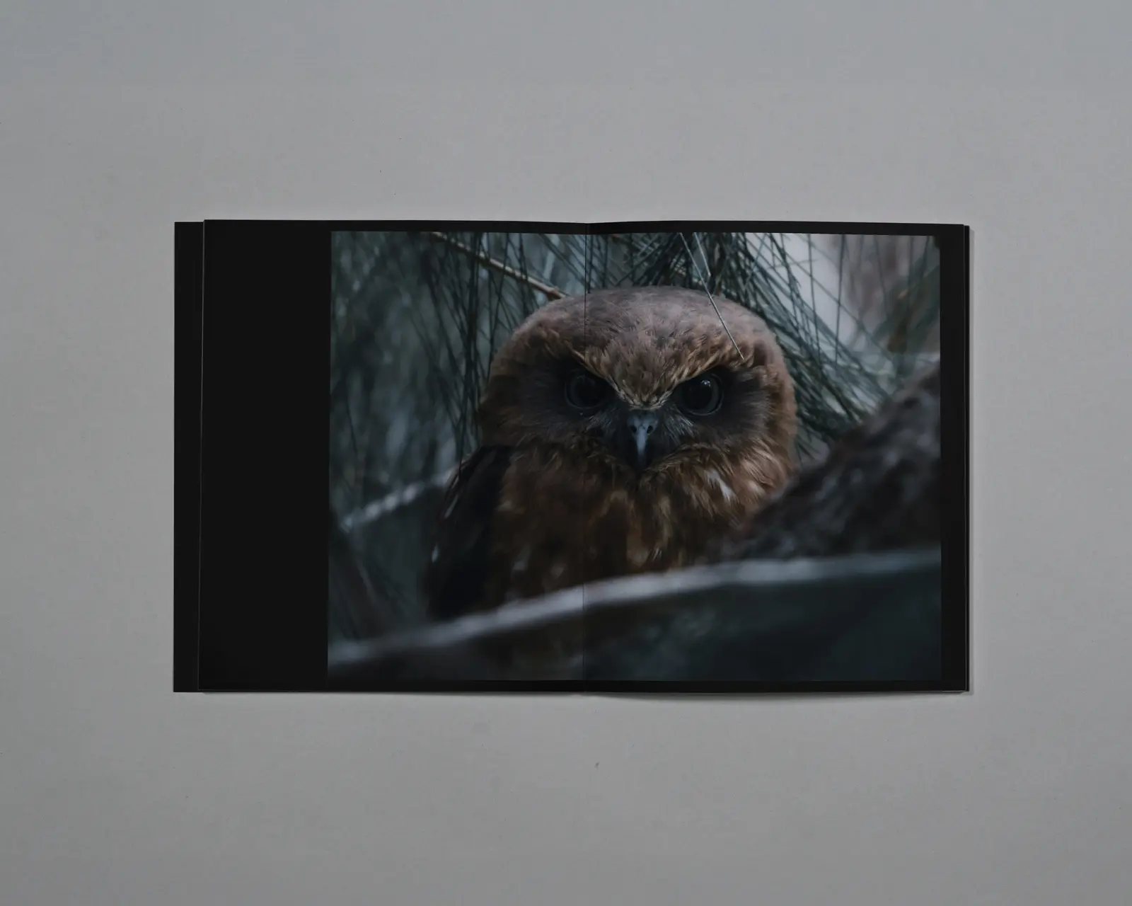 Distant Calls in Fading Light image 3