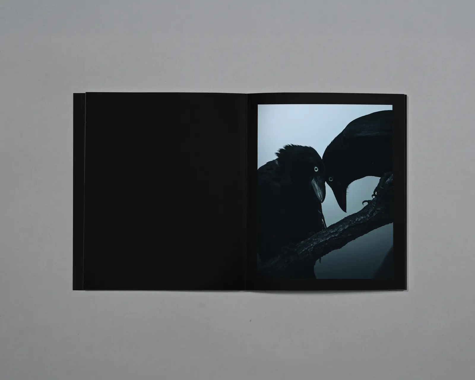 Distant Calls in Fading Light image 4