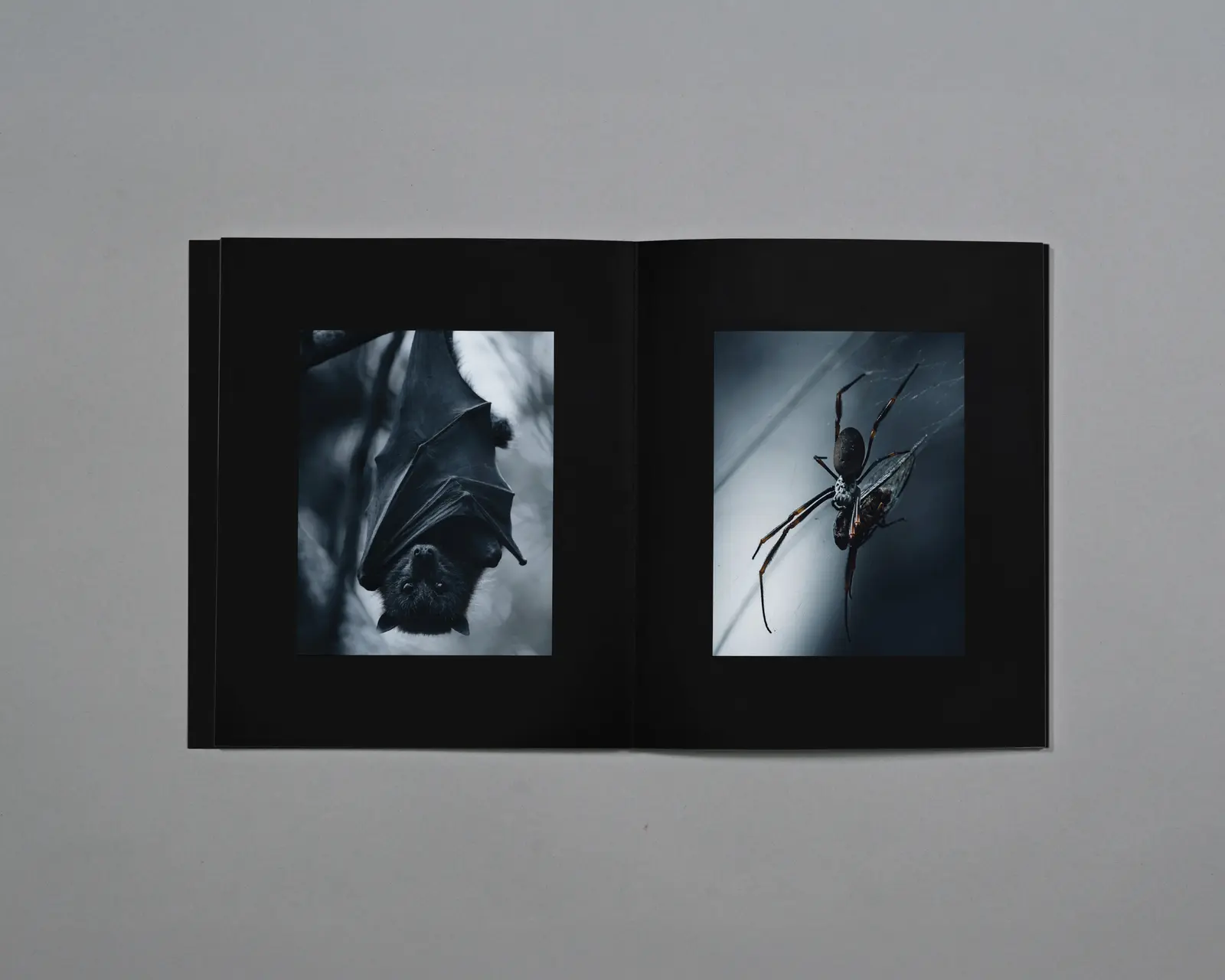 Distant Calls in Fading Light image 6