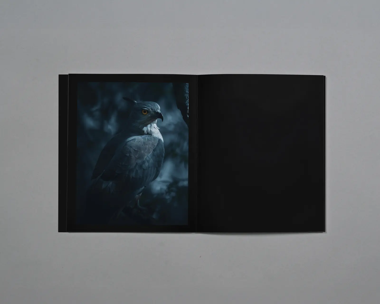 Distant Calls in Fading Light image 7