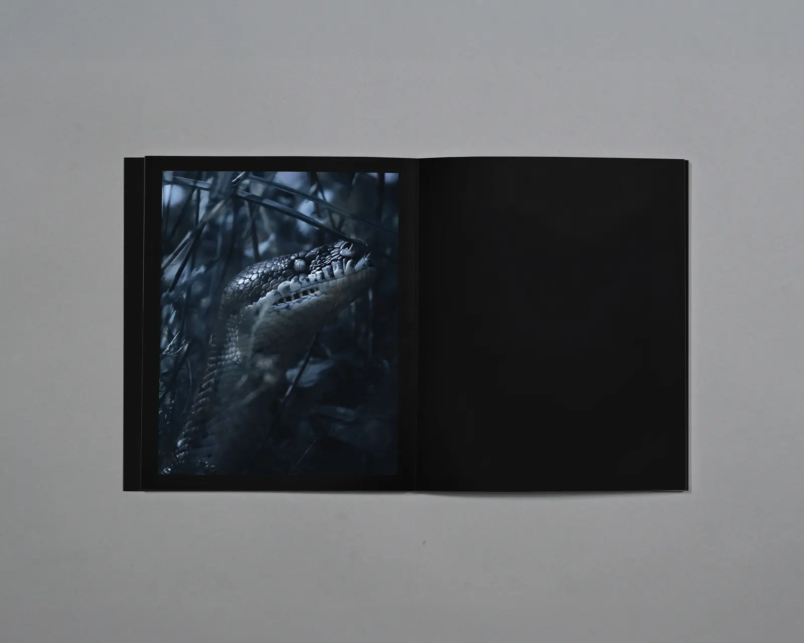 Distant Calls in Fading Light image 8