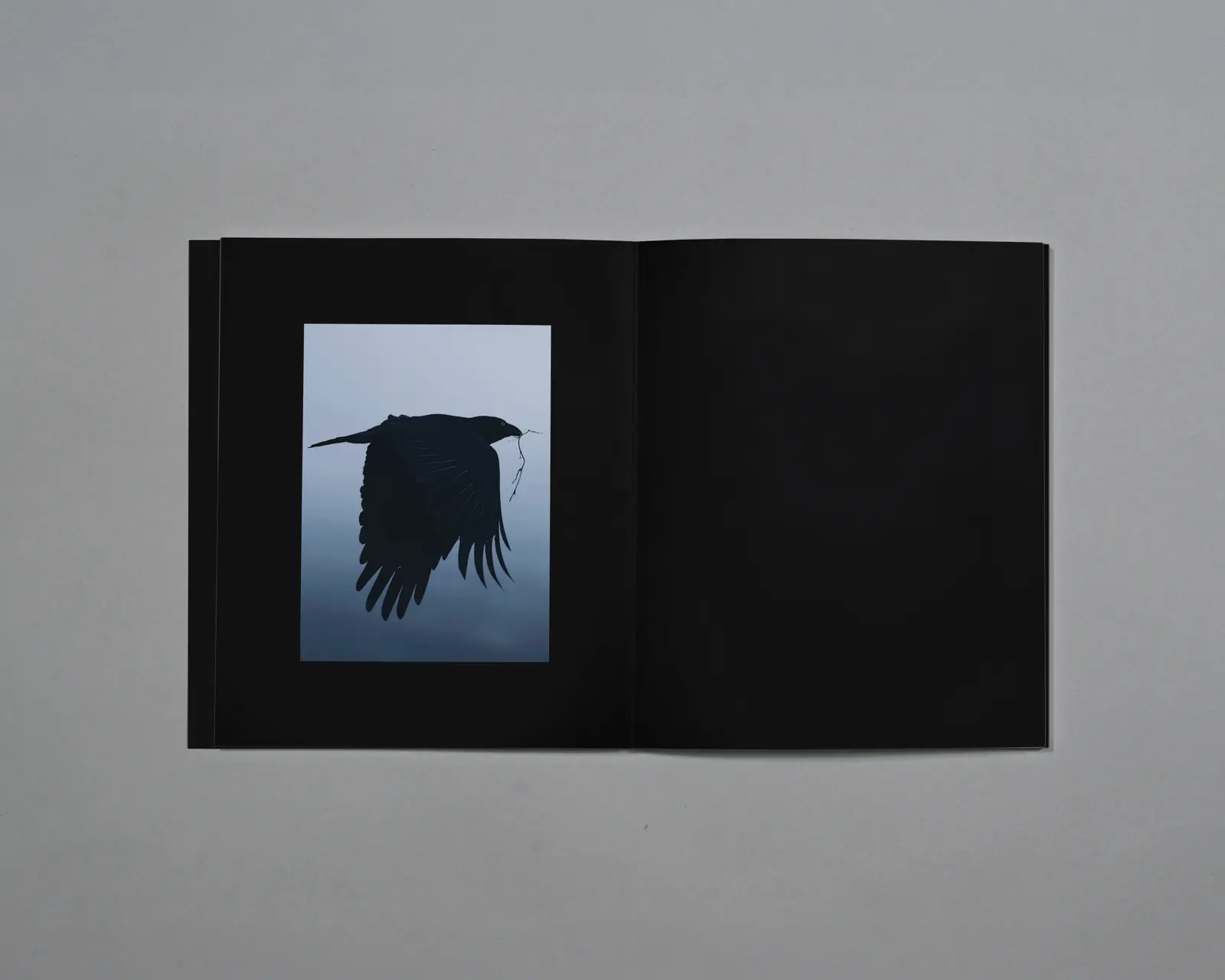 Distant Calls in Fading Light image 9