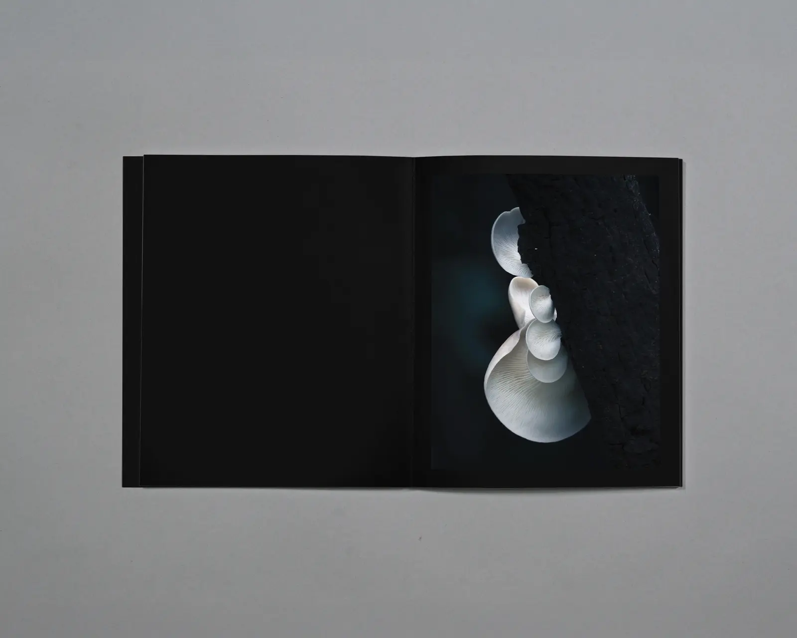 Distant Calls in Fading Light image 10