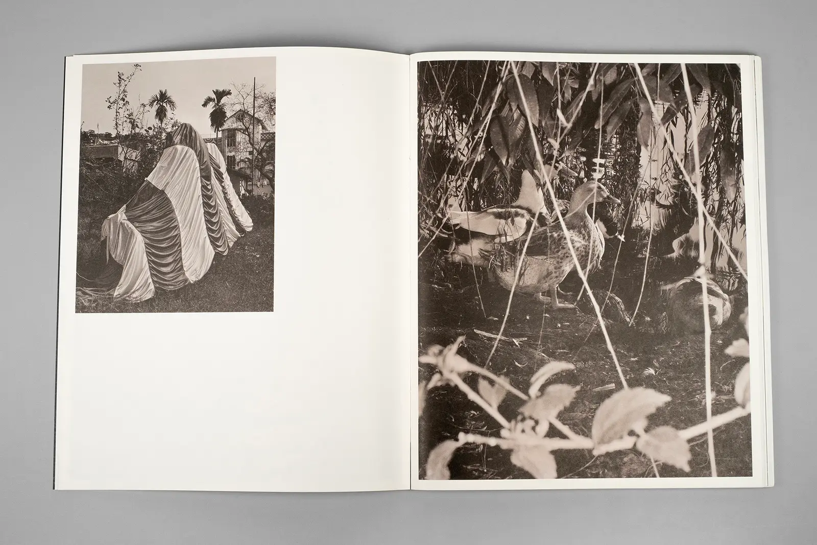 Ripples in the Pond image 6